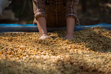 Akıllı çiftçi tekniklerini kapatın kahve makineleri kızartma aletleri kuru güneş ışınları güneş ışığı güneş ışığı taze bahçe tarımı çiftçi kavramı çiftliği arka planını bulanıklaştırıyor