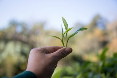 Taze yeşil çay hasadı üzerine kurulu iş konsepti organik çiftliği yeşil bahçeli sağlıklı bitki ağacı yapraklı eko bitkisel çiftçi yaprağı bulanık bitki örtüsü doğal bitkisel bitki örtüsü