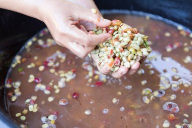 Yakın el hasadı kırmızı kahve tohumu robusta arabica üzümü, kahve çiftliği hasadı. Eller kahve hasadı yapar. Kırmızı böğürtlen eker. Yeşil eko organik çiftlikte taze tohum ağacı yetişir.