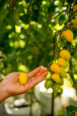 Akıllı tarım teknikleri hidroponik salata sebze iş teknolojisi Taze sürdürülebilir çiftçi el yapımı çiftçi el yapımı Gmo olmayan domates kırmızı yeşil tarım yaşam desteğini teşvik eder