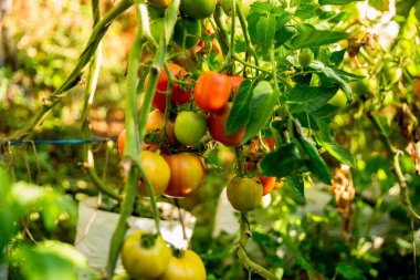 Akıllı tarım teknikleri hidroponik salata teknolojisi domates kırmızısı yeşil taze sürdürülebilir tarım sağlama sağlıklı beslenme desteği yerel çiftçiler gmo olmayan