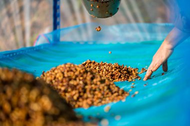 Akıllı çiftçi tekniklerini kapatın kahve makineleri kızartma aletleri kuru güneş ışınları güneş ışığı güneş ışığı taze bahçe tarımı çiftçi kavramı çiftliği arka planını bulanıklaştırıyor