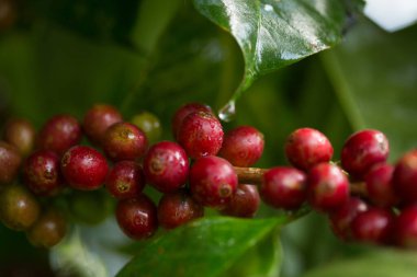 Çiftçi konsepti meyveli kahve tohumu robusta arabica üzümü. Taze yeşil yapraklı fasulye. Turuncu ekin sarı böğürtlen.