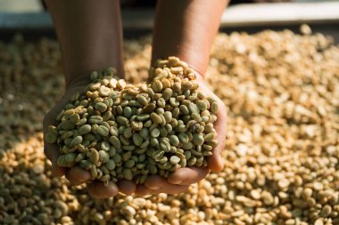 Akıllı çiftçi tekniklerini kapatın kahve makineleri kızartma aletleri kuru güneş ışınları güneş ışığı güneş ışığı taze bahçe tarımı çiftçi kavramı çiftliği arka planını bulanıklaştırıyor