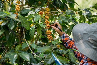 Çiftçi konsepti hasadı el hasadı kahve tohumu robusta arabica üzümü taze yeşil yaprak fasulyesi toplanıyor turuncu ekin sarısı böğürtlen toplanıyor ham bitki ağacı yetiştirme arka planı bulanık organik bahçe
