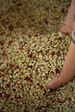 Akıllı çiftçi tekniklerini kapatın kahve makineleri kızartma aletleri kuru güneş ışınları güneş ışığı güneş ışığı taze bahçe tarımı çiftçi kavramı çiftliği arka planını bulanıklaştırıyor