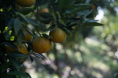 Ticari tarım portakal kavramı doğa meyve narenciye meyve bahçesi mandarin ağacı, canlı organik gür yapraklar arka planda çiftçi yeşil bahçe yaprağı olgun dallar bitki çiftçilik büyümesi yakın.