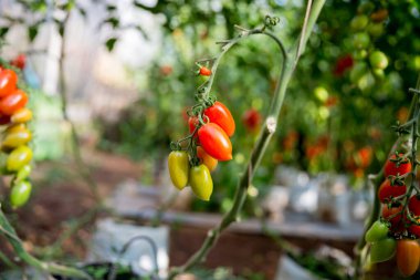 Akıllı tarım teknikleri hidroponik salata teknolojisi domates kırmızısı yeşil taze sürdürülebilir tarım sağlama sağlıklı beslenme desteği yerel çiftçiler gmo olmayan
