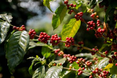 Çiftçi konsepti meyveli kahve tohumu robusta arabica üzümü. Taze yeşil yapraklı fasulye. Turuncu ekin sarı böğürtlen.