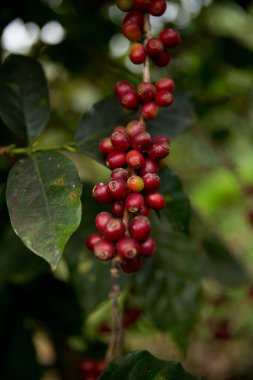 Çiftçi konsepti meyveli kahve tohumu robusta arabica üzümü. Taze yeşil yapraklı fasulye. Turuncu ekin sarı böğürtlen.