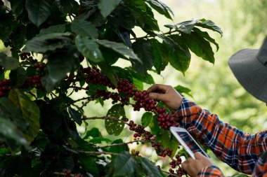 Çiftçi konsepti hasadı el hasadı kahve tohumu robusta arabica üzümü taze yeşil yaprak fasulyesi toplanıyor turuncu ekin sarısı böğürtlen toplanıyor ham bitki ağacı yetiştirme arka planı bulanık organik bahçe