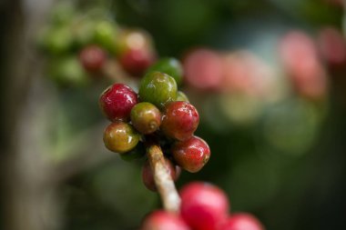 Çiftçi konsepti meyveli kahve tohumu robusta arabica üzümü. Taze yeşil yapraklı fasulye. Turuncu ekin sarı böğürtlen.