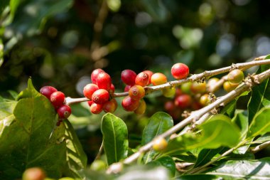 Çiftçi konsepti meyveli kahve tohumu robusta arabica üzümü. Taze yeşil yapraklı fasulye. Turuncu ekin sarı böğürtlen.