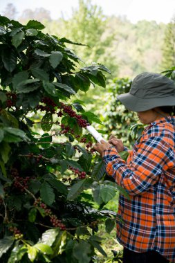 Çiftçi konsepti hasadı el hasadı kahve tohumu robusta arabica üzümü taze yeşil yaprak fasulyesi toplanıyor turuncu ekin sarısı böğürtlen toplanıyor ham bitki ağacı yetiştirme arka planı bulanık organik bahçe