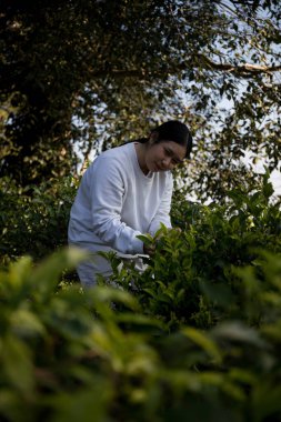Taze yeşil çay hasadı üzerine kurulu iş konsepti organik çiftliği yeşil bahçeli sağlıklı bitki ağacı yapraklı eko bitkisel çiftçi yaprağı bulanık bitki örtüsü doğal bitkisel bitki örtüsü