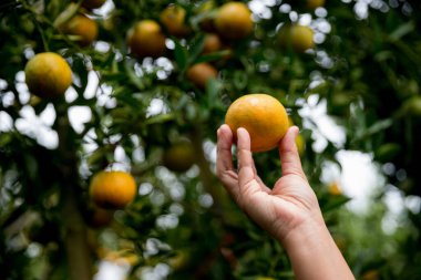 Olgun turuncu tarım kavramı çiftçi, meyve narenciyesi meyve bahçesi mandarin ağacı yetişen organik yapraklar, arka planda yeşil canlı bahçe yaprağı yaprakları, bitki örtüsü, yakın büyüme dalları.