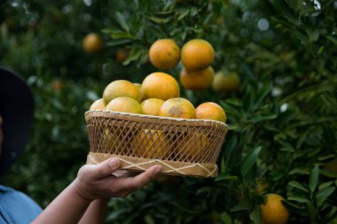 Olgun turuncu tarım kavramı çiftçi, meyve narenciyesi meyve bahçesi mandarin ağacı yetişen organik yapraklar, arka planda yeşil canlı bahçe yaprağı yaprakları, bitki örtüsü, yakın büyüme dalları.