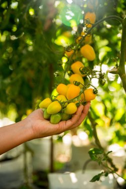 Akıllı tarım teknikleri hidroponik salata sebze iş teknolojisi Taze sürdürülebilir çiftçi el yapımı çiftçi el yapımı Gmo olmayan domates kırmızı yeşil tarım yaşam desteğini teşvik eder