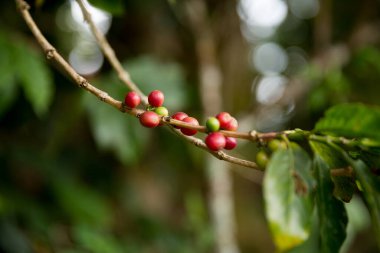 Çiftçi konsepti meyveli kahve tohumu robusta arabica üzümü. Taze yeşil yapraklı fasulye. Turuncu ekin sarı böğürtlen.