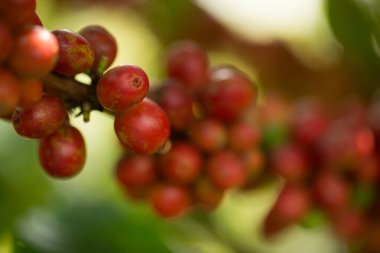 Çiftçi konsepti meyveli kahve tohumu robusta arabica üzümü. Taze yeşil yapraklı fasulye. Turuncu ekin sarı böğürtlen.