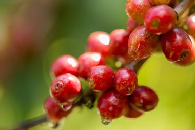 Çiftçi konsepti meyveli kahve tohumu robusta arabica üzümü. Taze yeşil yapraklı fasulye. Turuncu ekin sarı böğürtlen.