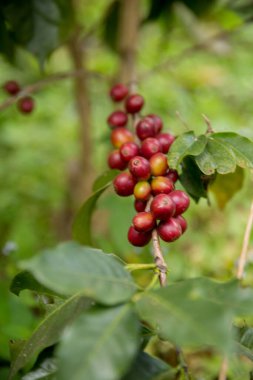 Çiftçi konsepti meyveli kahve tohumu robusta arabica üzümü. Taze yeşil yapraklı fasulye. Turuncu ekin sarı böğürtlen.