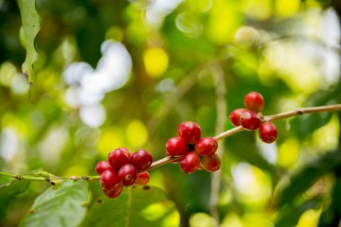 Çiftçi konsepti meyveli kahve tohumu robusta arabica üzümü. Taze yeşil yapraklı fasulye. Turuncu ekin sarı böğürtlen.