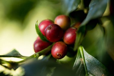Çiftçi konsepti meyveli kahve tohumu robusta arabica üzümü. Taze yeşil yapraklı fasulye. Turuncu ekin sarı böğürtlen.