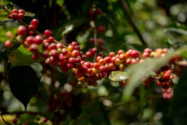 Çiftçi konsepti meyveli kahve tohumu robusta arabica üzümü. Taze yeşil yapraklı fasulye. Turuncu ekin sarı böğürtlen.