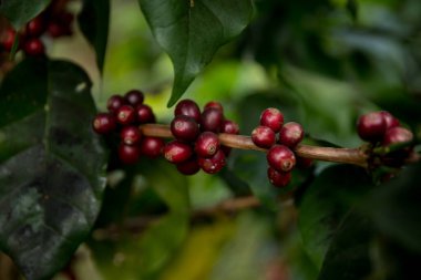 Çiftçi konsepti meyveli kahve tohumu robusta arabica üzümü. Taze yeşil yapraklı fasulye. Turuncu ekin sarı böğürtlen.