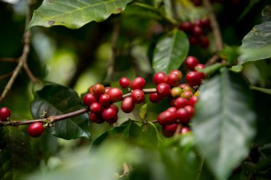 Çiftçi konsepti meyveli kahve tohumu robusta arabica üzümü. Taze yeşil yapraklı fasulye. Turuncu ekin sarı böğürtlen.