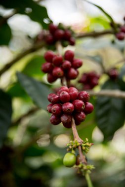 Çiftçi konsepti meyveli kahve tohumu robusta arabica üzümü. Taze yeşil yapraklı fasulye. Turuncu ekin sarı böğürtlen.