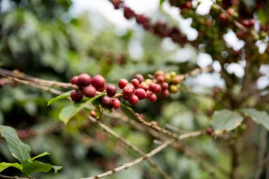 Çiftçi konsepti meyveli kahve tohumu robusta arabica üzümü. Taze yeşil yapraklı fasulye. Turuncu ekin sarı böğürtlen.
