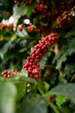 Çiftçi konsepti meyveli kahve tohumu robusta arabica üzümü. Taze yeşil yapraklı fasulye. Turuncu ekin sarı böğürtlen.
