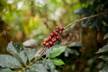 Çiftçi konsepti meyveli kahve tohumu robusta arabica üzümü. Taze yeşil yapraklı fasulye. Turuncu ekin sarı böğürtlen.