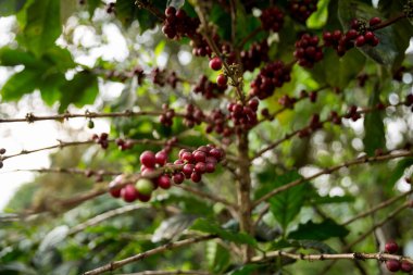 Çiftçi konsepti meyveli kahve tohumu robusta arabica üzümü. Taze yeşil yapraklı fasulye. Turuncu ekin sarı böğürtlen.