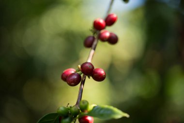 Çiftçi konsepti meyveli kahve tohumu robusta arabica üzümü. Taze yeşil yapraklı fasulye. Turuncu ekin sarı böğürtlen.