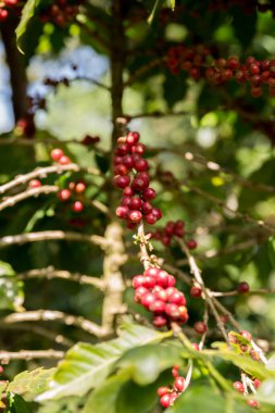 Çiftçi konsepti meyveli kahve tohumu robusta arabica üzümü. Taze yeşil yapraklı fasulye. Turuncu ekin sarı böğürtlen.
