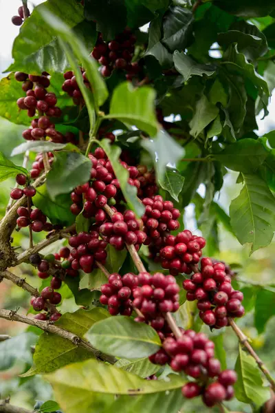 Çiftçi konsepti meyveli kahve tohumu robusta arabica üzümü. Taze yeşil yapraklı fasulye. Turuncu ekin sarı böğürtlen.
