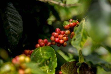 Çiftçi konsepti meyveli kahve tohumu robusta arabica üzümü. Taze yeşil yapraklı fasulye. Turuncu ekin sarı böğürtlen.
