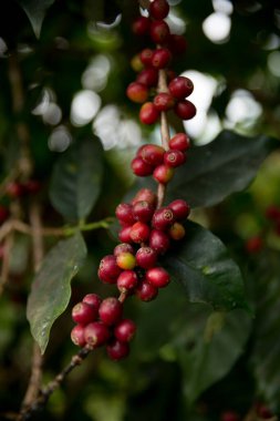 Çiftçi konsepti meyveli kahve tohumu robusta arabica üzümü. Taze yeşil yapraklı fasulye. Turuncu ekin sarı böğürtlen.