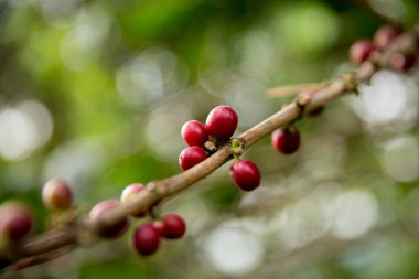 Çiftçi konsepti meyveli kahve tohumu robusta arabica üzümü. Taze yeşil yapraklı fasulye. Turuncu ekin sarı böğürtlen.