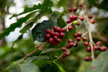 Çiftçi konsepti meyveli kahve tohumu robusta arabica üzümü. Taze yeşil yapraklı fasulye. Turuncu ekin sarı böğürtlen.