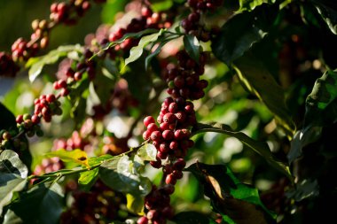 Çiftçi konsepti meyveli kahve tohumu robusta arabica üzümü. Taze yeşil yapraklı fasulye. Turuncu ekin sarı böğürtlen.