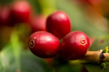 Çiftçi konsepti meyveli kahve tohumu robusta arabica üzümü. Taze yeşil yapraklı fasulye. Turuncu ekin sarı böğürtlen.
