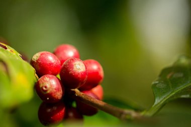 Çiftçi konsepti meyveli kahve tohumu robusta arabica üzümü. Taze yeşil yapraklı fasulye. Turuncu ekin sarı böğürtlen.