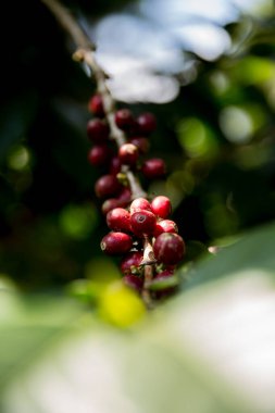 Çiftçi konsepti meyveli kahve tohumu robusta arabica üzümü. Taze yeşil yapraklı fasulye. Turuncu ekin sarı böğürtlen.