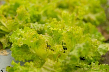 Akıllı tarım teknikleri hidroponik salata sebze kırmızı meşe yeşili marul taze sürdürülebilir üretim sürdürülebilir tarım sürdürülebilir yerel halkın sağlıklı beslenme desteğini teşvik eder..