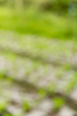 Akıllı tarım teknikleri hidroponik salata sebze kırmızı meşe yeşili marul taze sürdürülebilir üretim sürdürülebilir tarım sürdürülebilir yerel halkın sağlıklı beslenme desteğini teşvik eder..