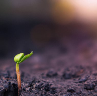 Doğada ve sabah ışığında yetişen küçük ağaçlar Dünya Günü 'nü kavramsallaştırıyor.